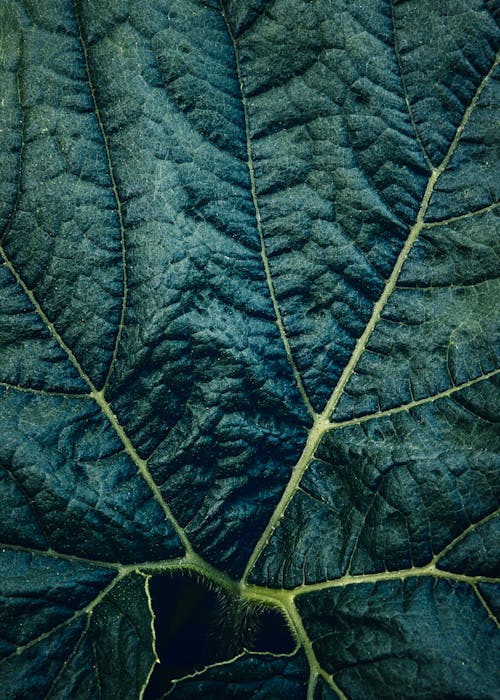 Close-up of a Large Dark Green Leaf 