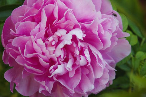 ピンク, フローラ, 庭園の無料の写真素材