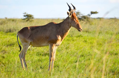 Brown Antelope on Green Grass Field