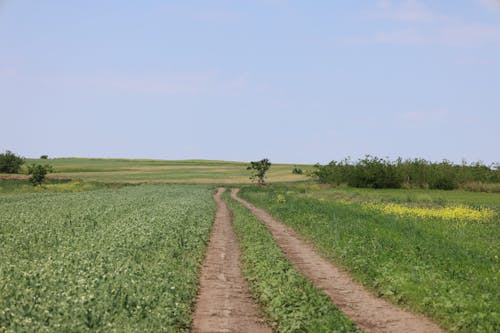 Dirt Road among Rural Fields