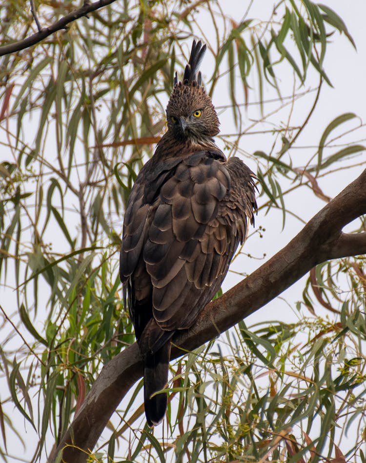 Eagle On Tree