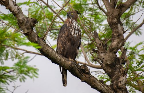 Free A majestic Crested Hawk-Eagle resting gracefully on a tree branch, showcasing its powerful gaze and striking plumage. Stock Photo