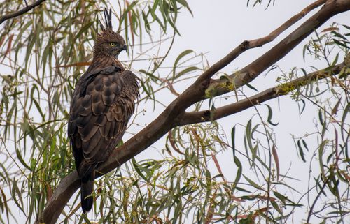 Free A crested hawk-eagle perched on a tree branch, showcasing its majestic feathers. Stock Photo