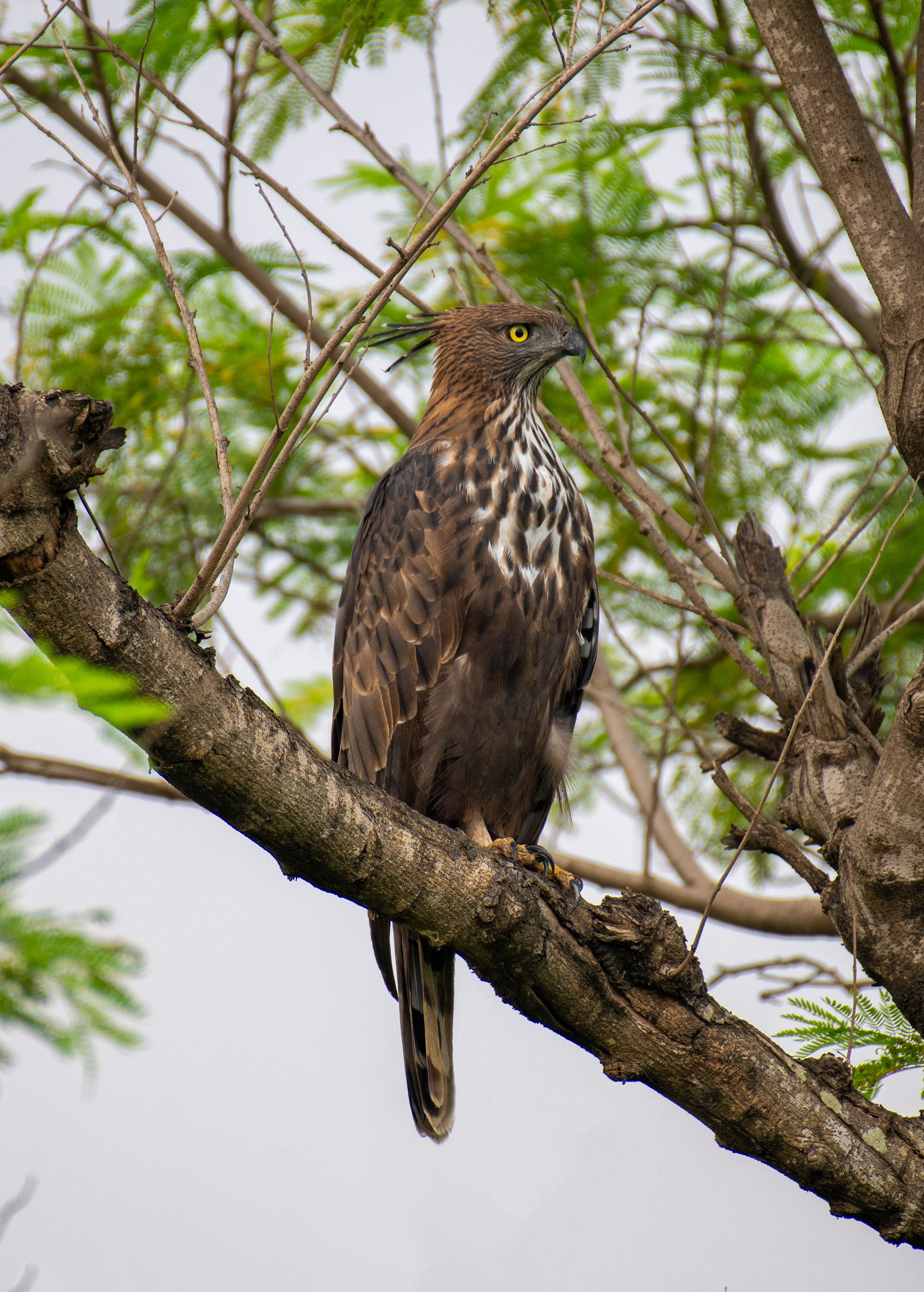 Eagle in Nature · Free Stock Photo