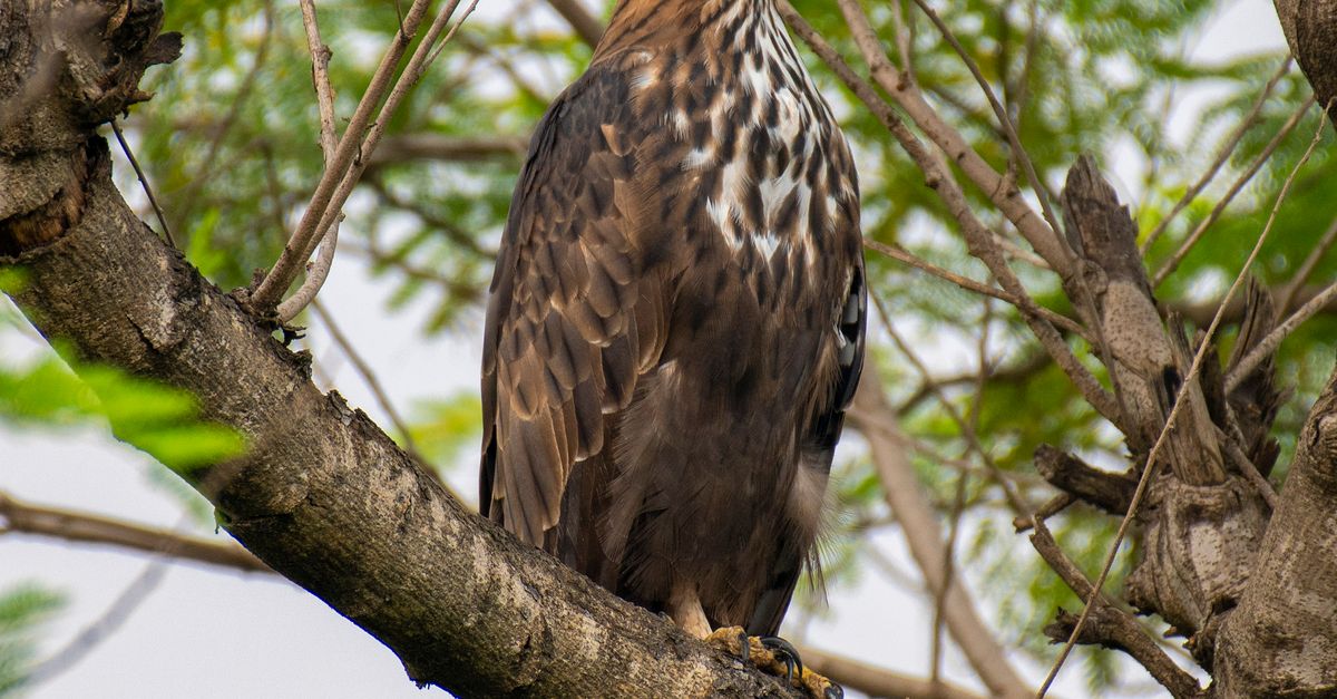Eagle Example Eagle in Nature · Free Stock Photo