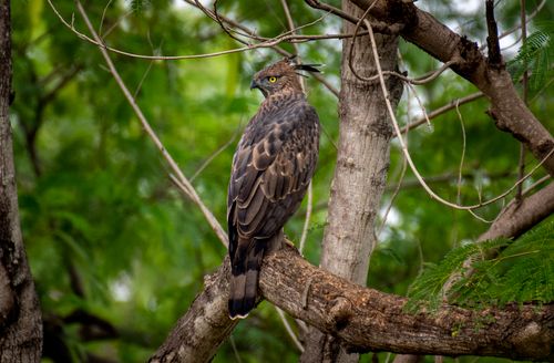 Free A Crested Hawk-Eagle perched on a branch in lush green forest, ideal for wildlife photography. Stock Photo