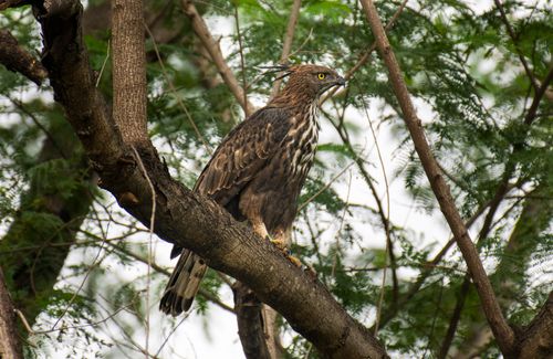 Free Close-up of a Crested Hawk-Eagle perched on a tree branch in its natural forest habitat. Stock Photo