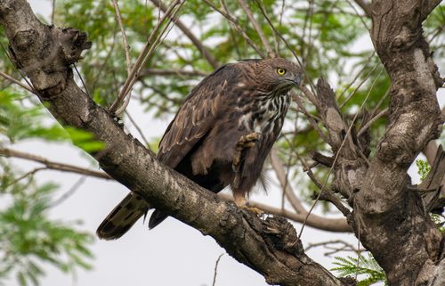 Free Close-up of a majestic hawk perched on a tree branch, overlooking its surroundings in a natural environment. Stock Photo