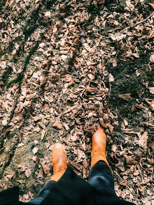 Imagine de stoc gratuită din cădere, câmp, fotografiere verticală