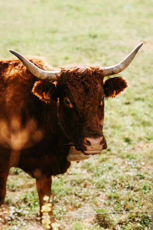 Imagine de stoc gratuită din agricultură, animale domestice, bovine