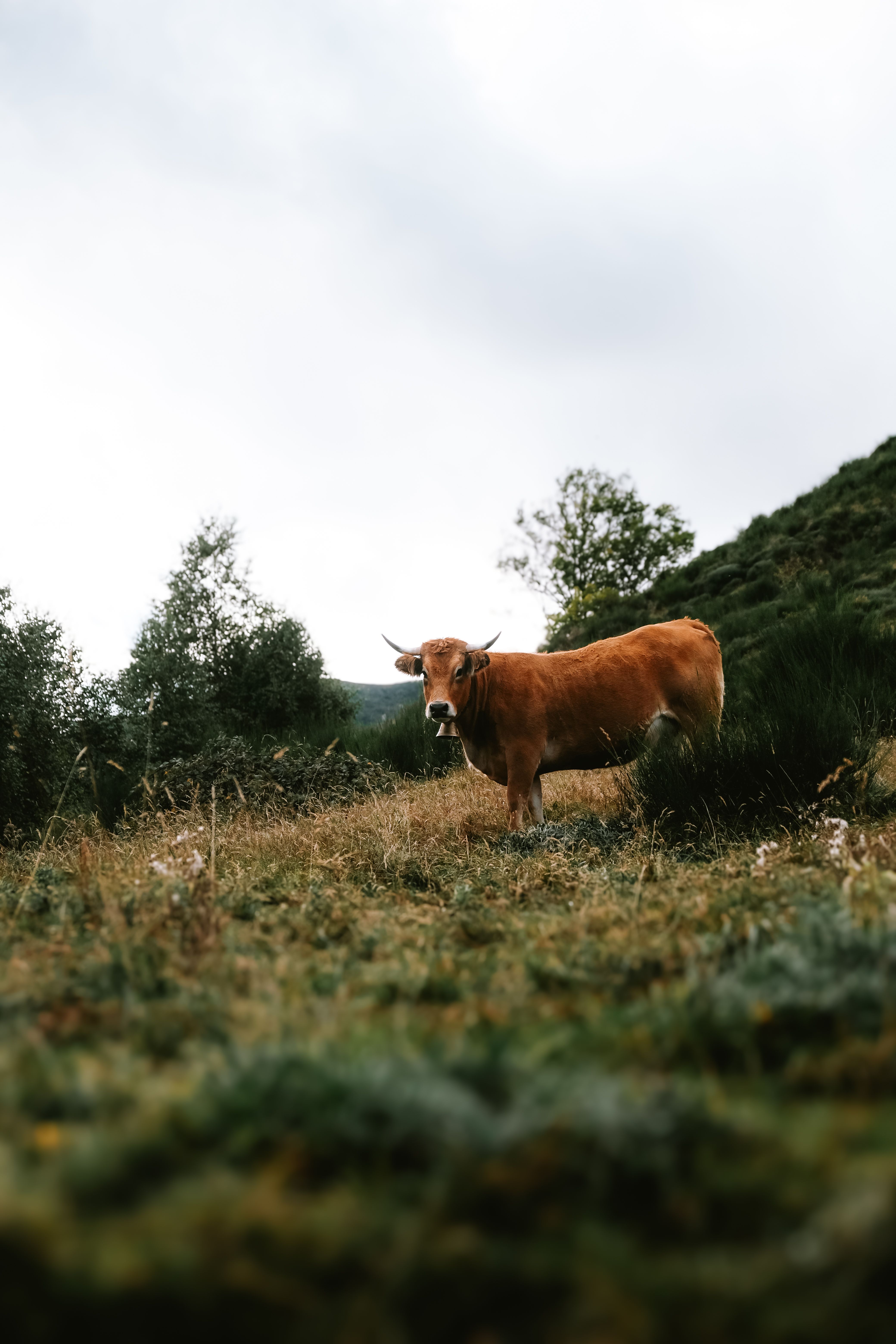 Brown Cow on a Pasture · Free Stock Photo