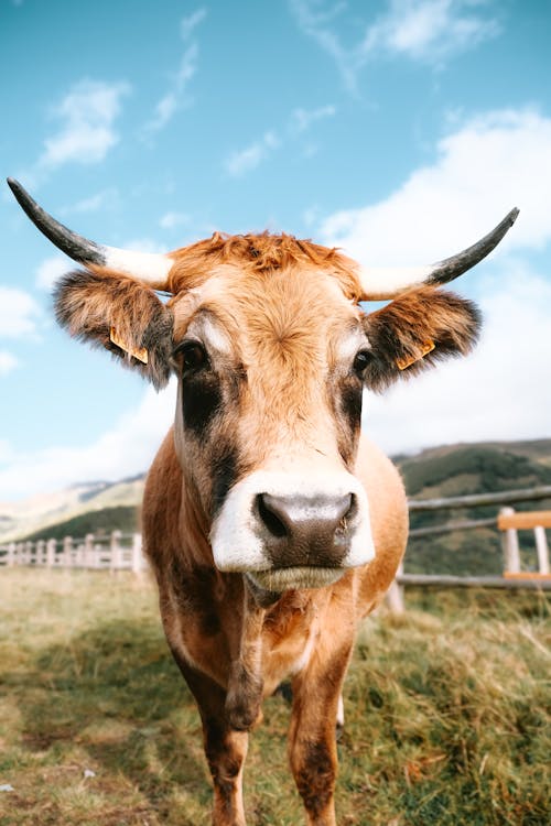 Foto profissional grátis de agricultura, área, criação de gado