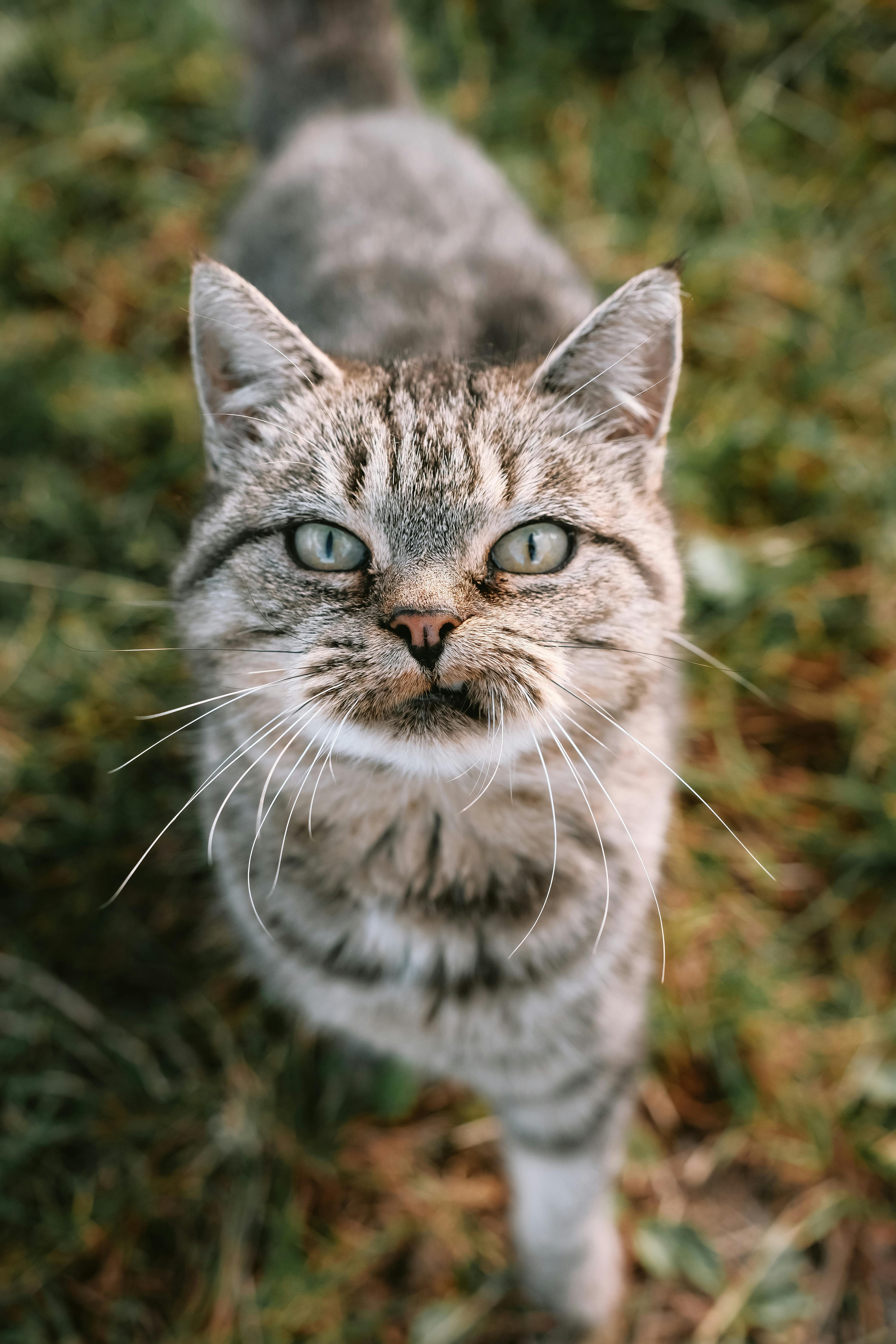 Chat Tigré Gris Assis Sous La Voiture Détendez-vous Et Évitez Les  Environnements Dangereux Sur Le Sol En Ciment Banque D'Images et Photos  Libres De Droits. Image 182218851