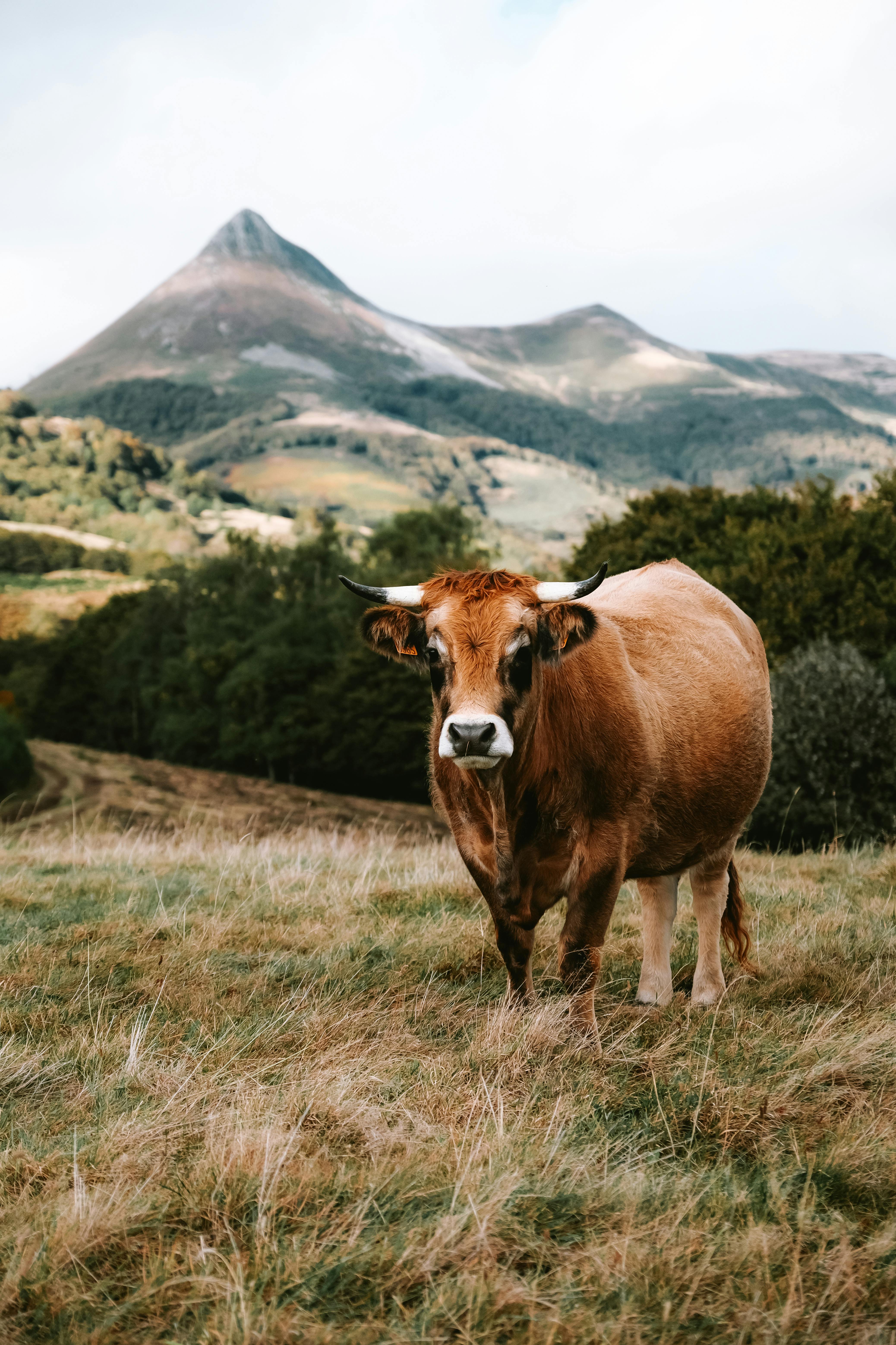 A single brown cow stands in a lush pasture with scenic mountain views in the background.
