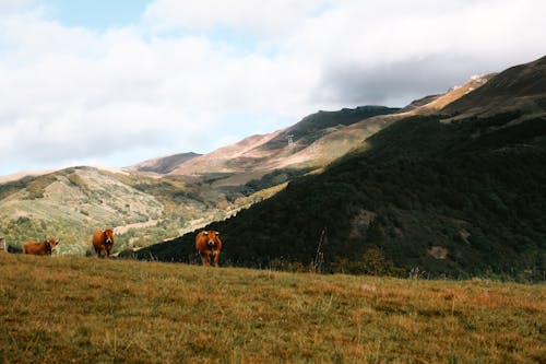 丘陵, 奶牛, 景觀 的 免费素材图片