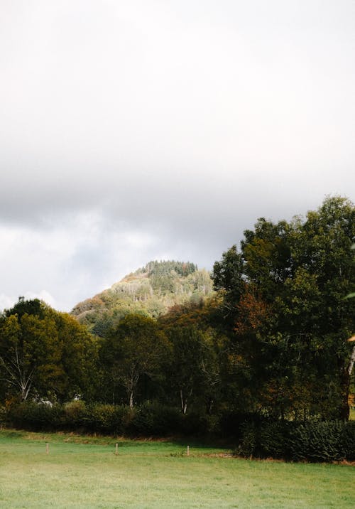 Fotos de stock gratuitas de arboles, bosque, colina