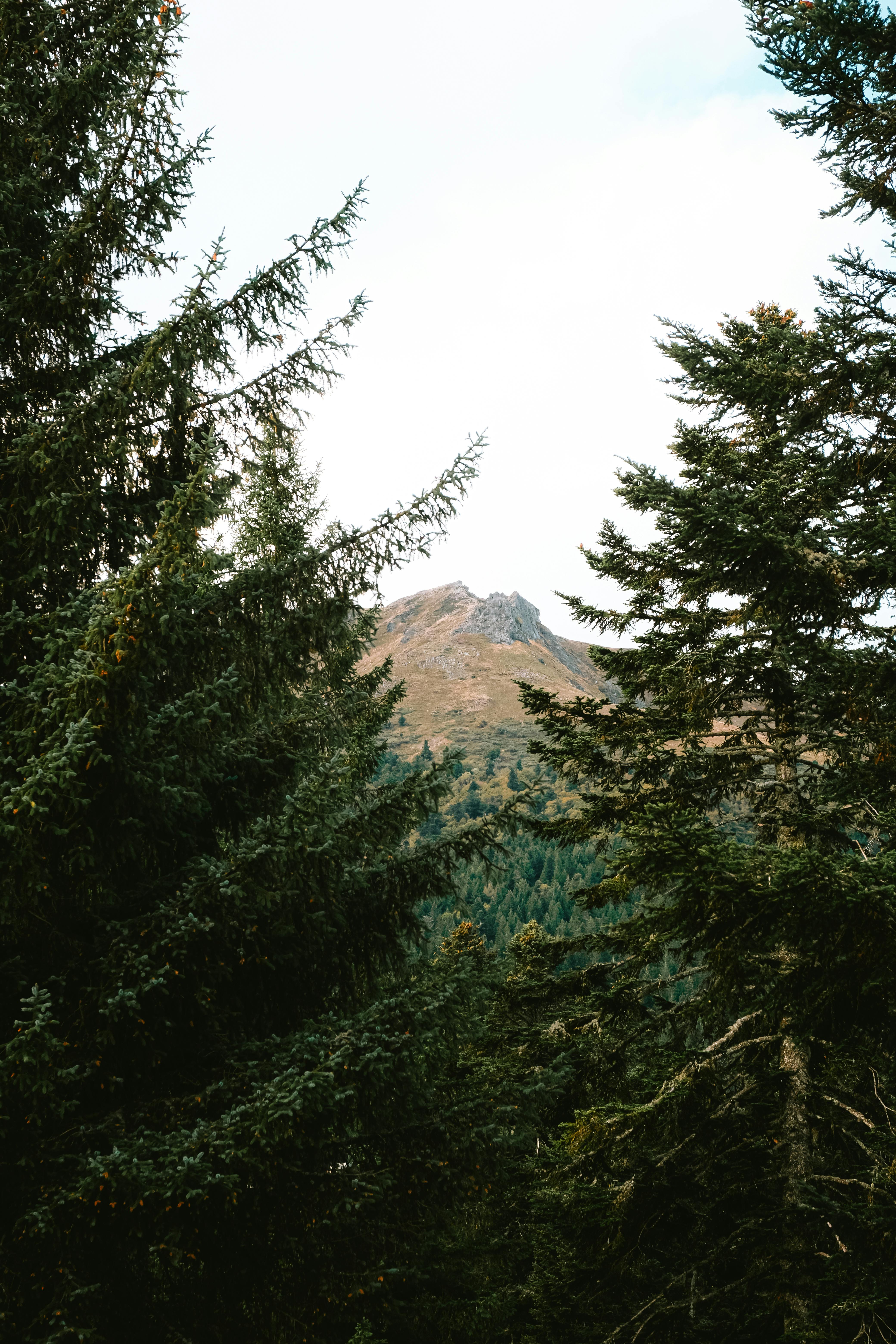 green forest with pine trees  Tree wallpaper iphone, Forest