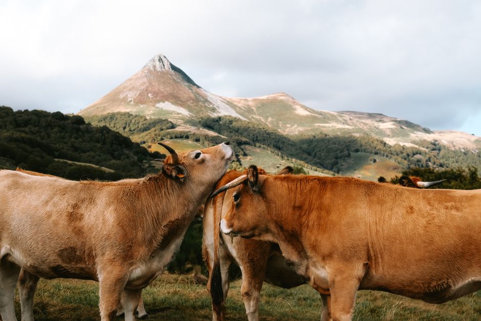 Group of cows grazing on a lush pasture with stunning mountain backdrop.