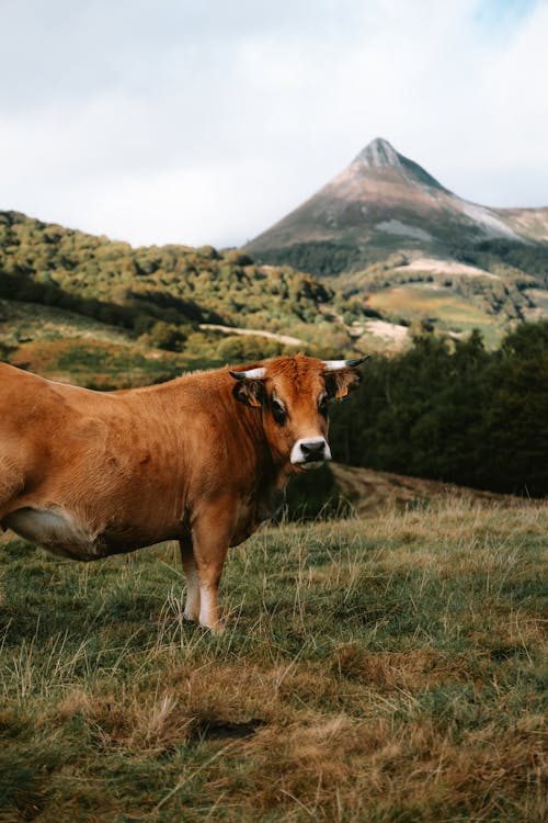 Cow on a Mountain Pasture