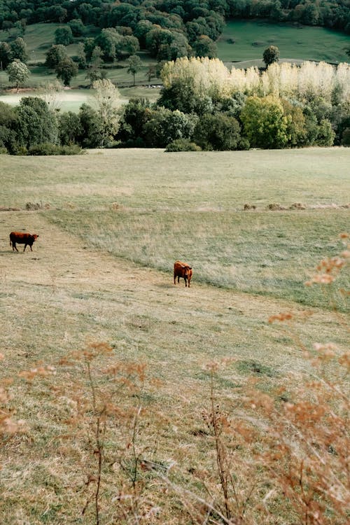 垂直拍摄, 奶牛, 家畜 的 免费素材图片