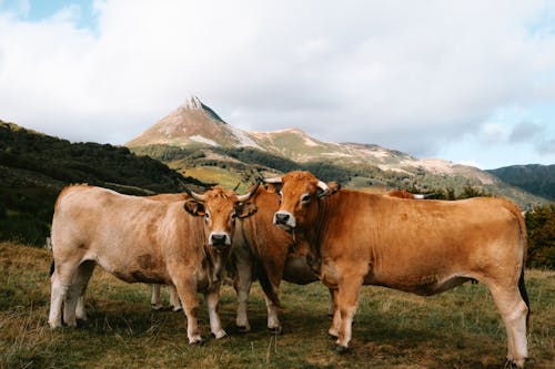 動物攝影, 壁紙, 奶牛 的 免费素材图片