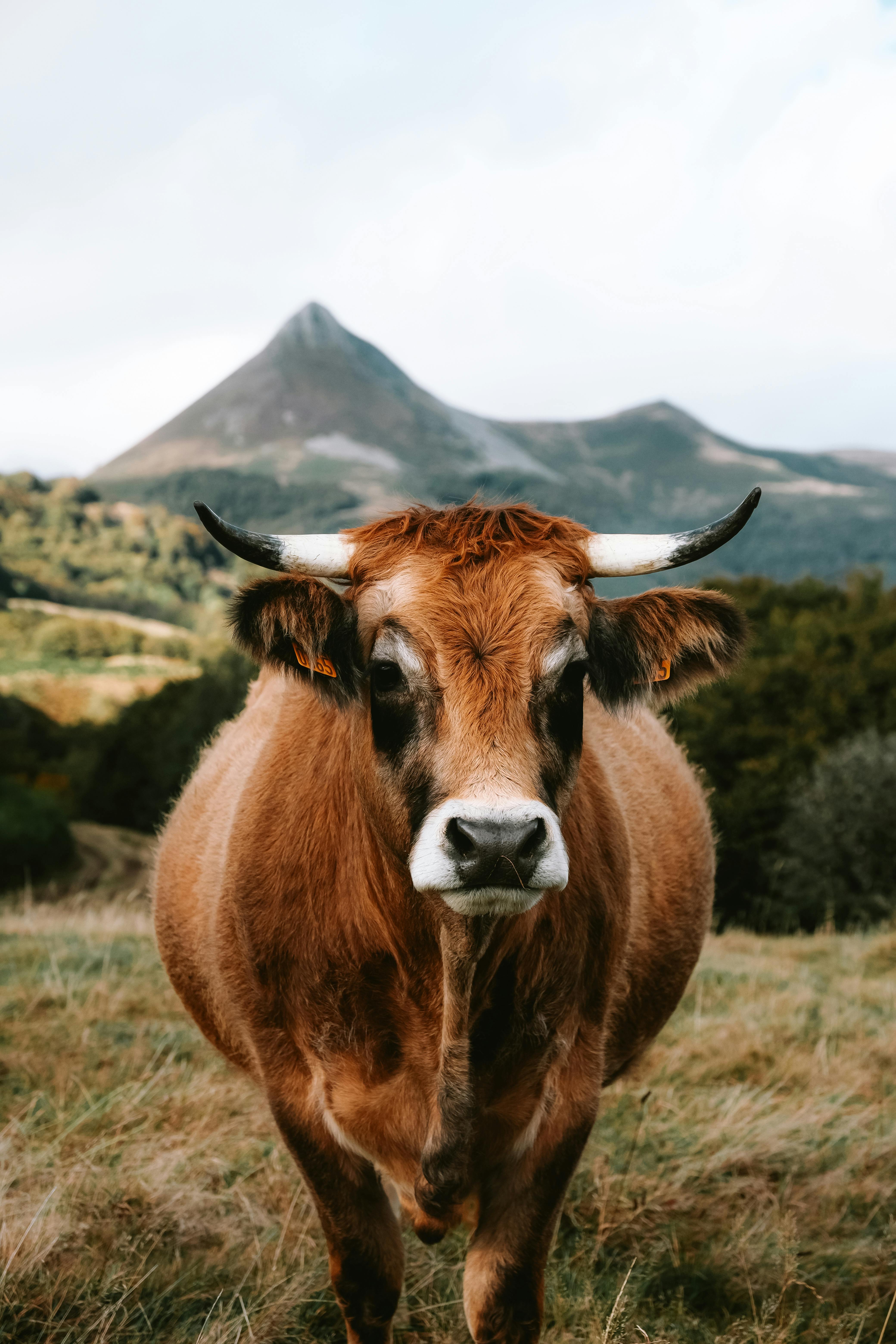 A majestic brown cow stands in a lush mountain pasture with scenic views.