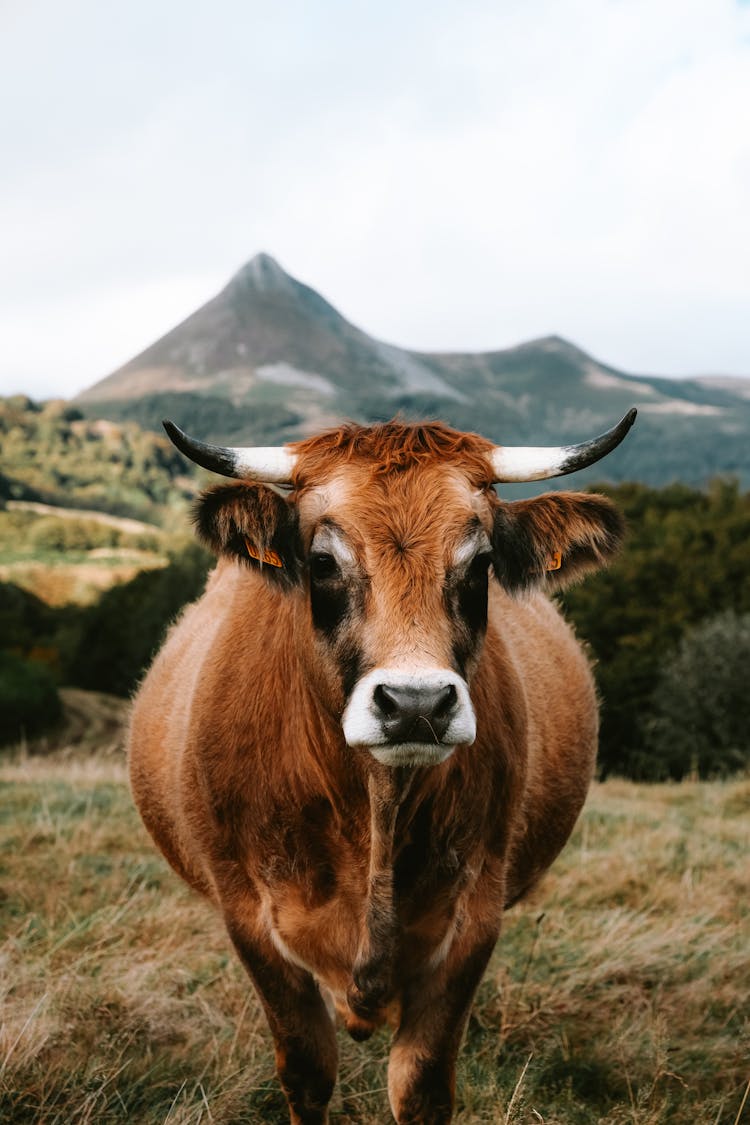 Brown Cow On A Pasture 