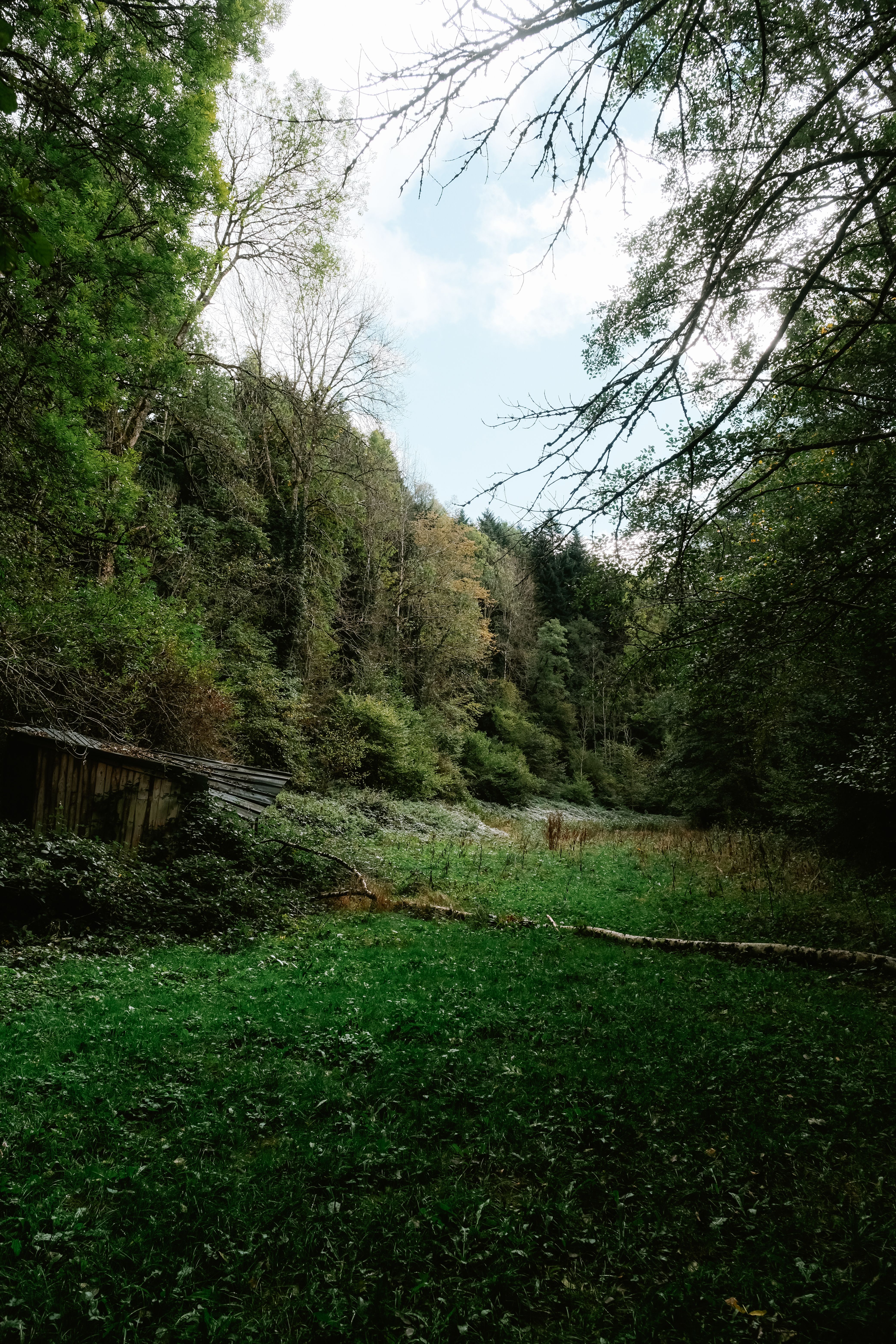 Wooden Abandoned Cottage on Meadow in Forest · Free Stock Photo
