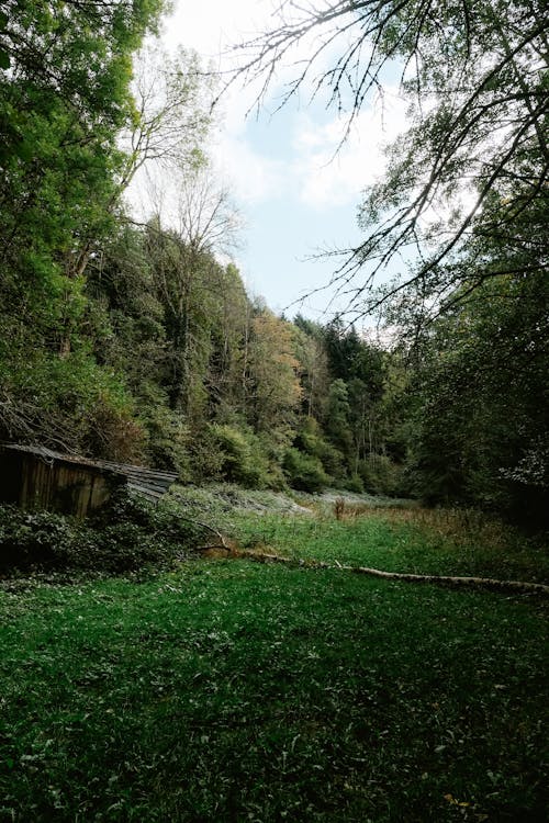 Wooden Abandoned Cottage on Meadow in Forest