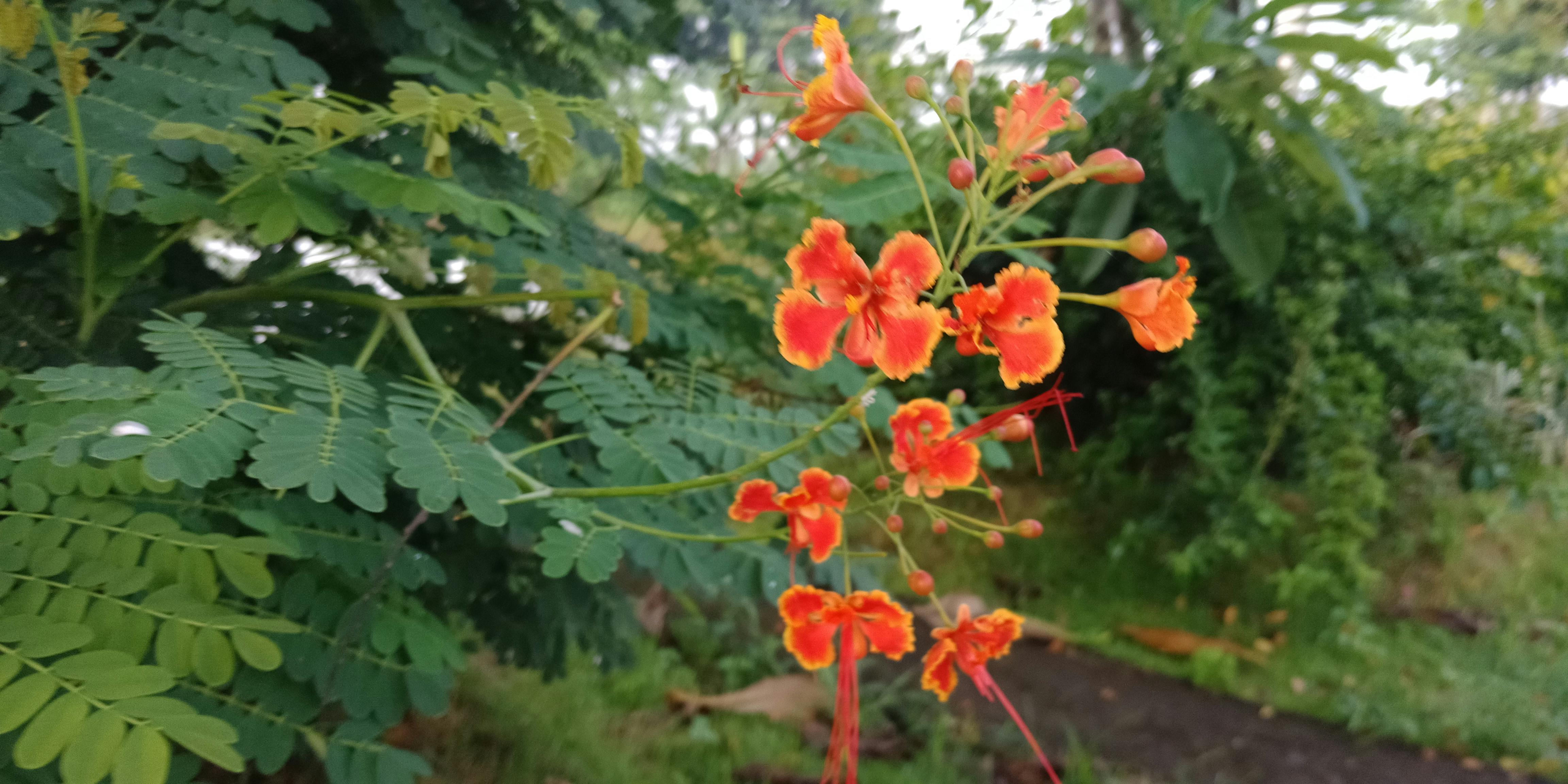 最も人気のある オレンジ 壁紙 花 ただ素晴らしい花