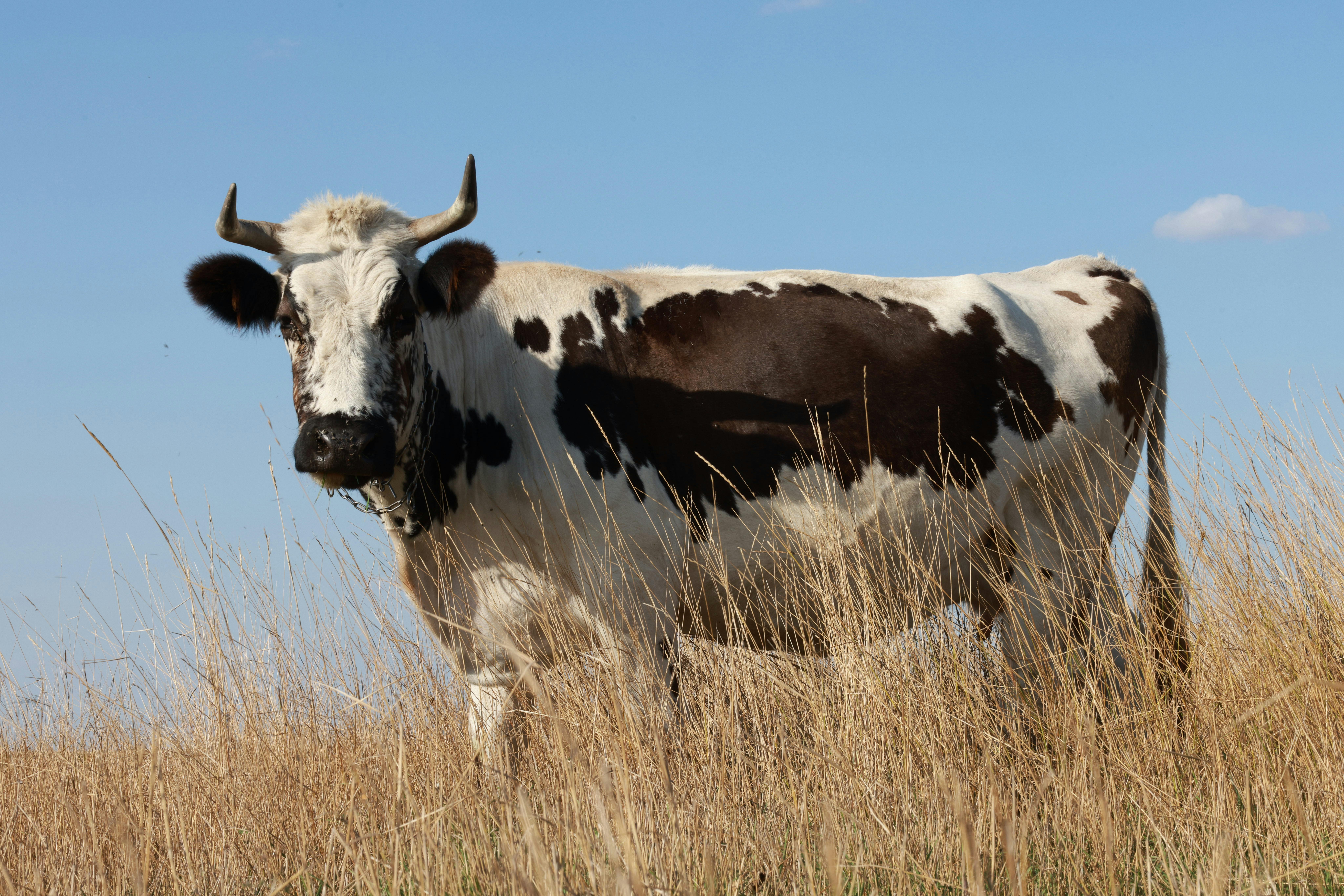 grátis Foto profissional grátis de agricultura, animal doméstico, ao ar livre Foto profissional