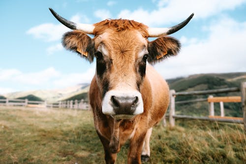 動物攝影, 牛, 牧場 的 免费素材图片