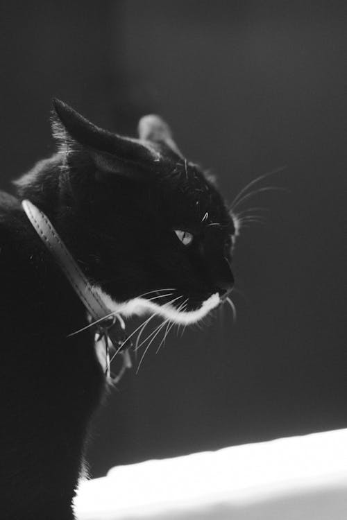 Black and White Photo of a Cat