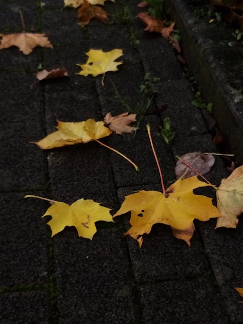 Autumn Leaves on Pavement