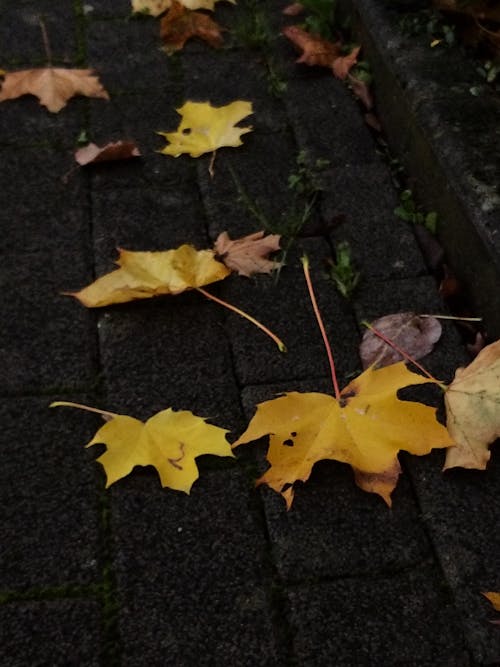 Darmowe zdjęcie z galerii z bruk, jesień, klon