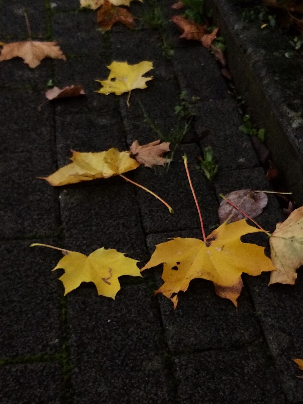 Yellow and brown autumn leaves scattered on a dark pavement surface.. yellow, brown, autumn