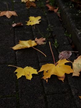 Yellow and brown autumn leaves scattered on a dark pavement surface.. yellow, brown, autumn