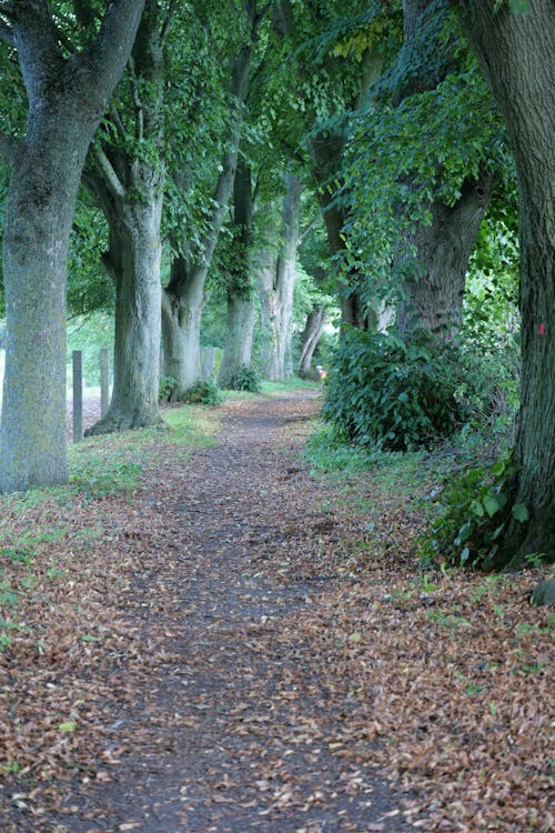 Footpath among Trees in Countryside