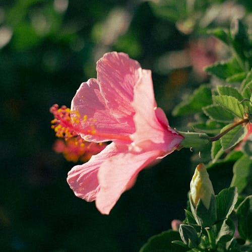 Free stock photo of beauty, bloom, blurry background