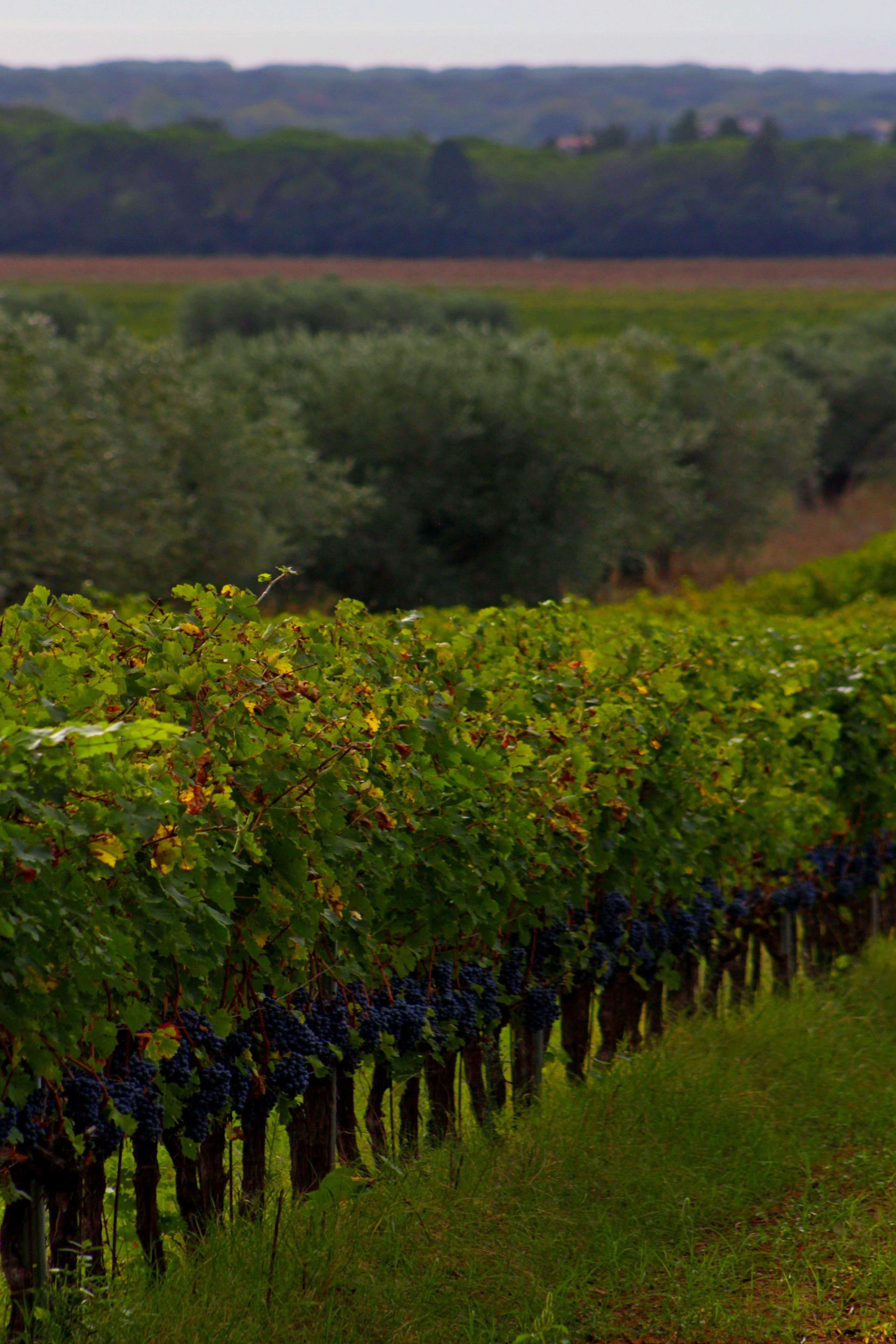 Vignerons bio du Languedoc : 5 AOC à découvrir pour un premier pas dans les vins nature sans mauvaises surprises - illustration