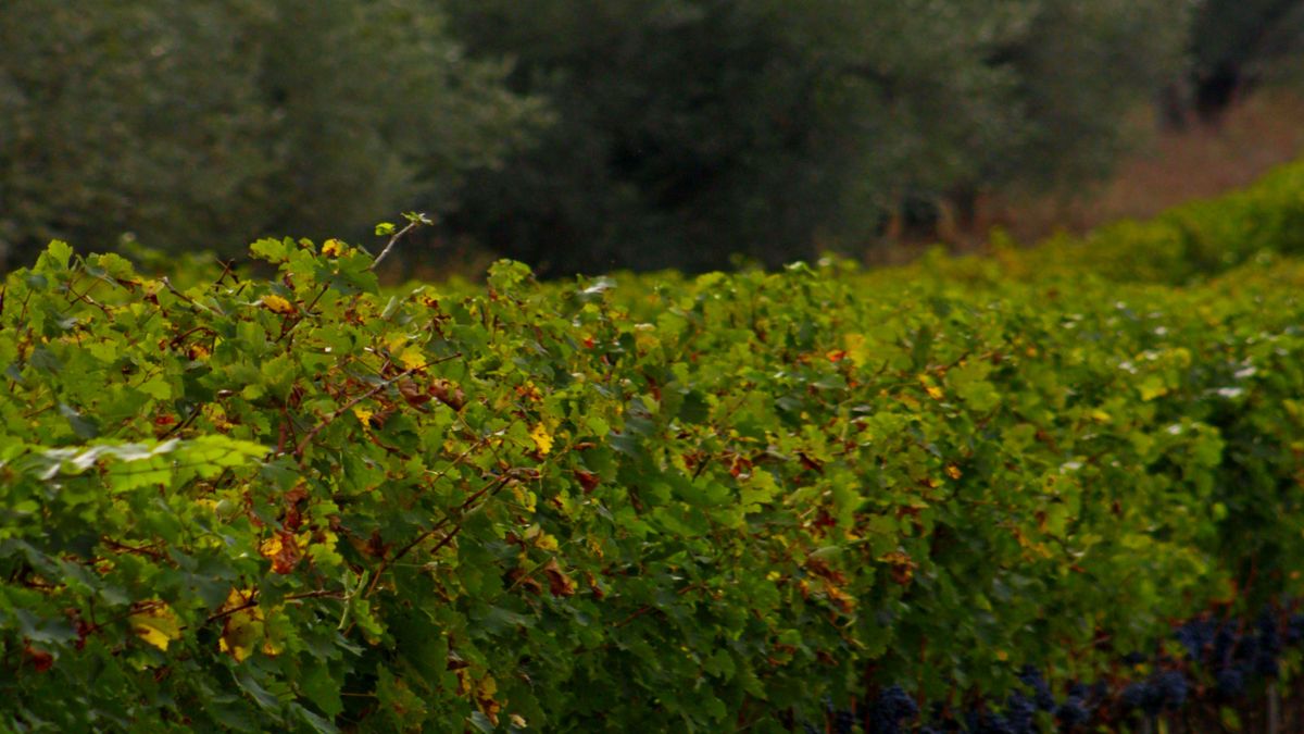 Vignerons bio du Languedoc : 5 AOC à découvrir pour un premier pas dans les vins nature sans mauvaises surprises - illustration