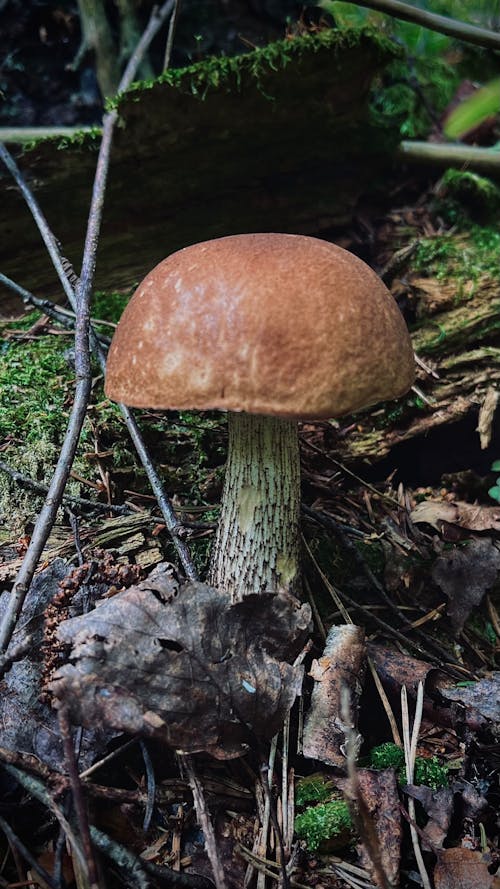 Kostenloses Stock Foto zu fungi, herbst, nahansicht