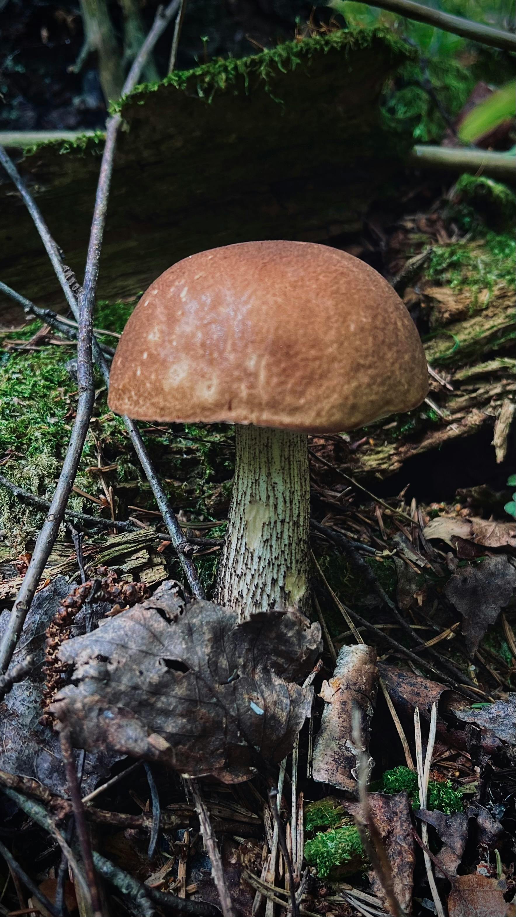 Mushroom in the Forest · Free Stock Photo