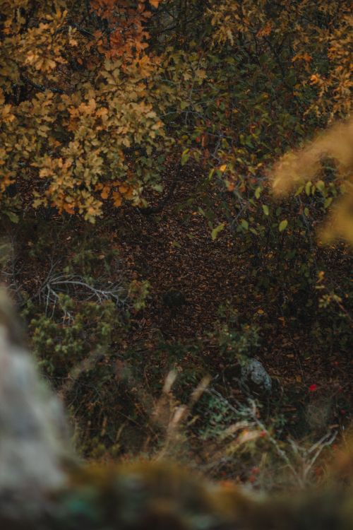 Free Aerial view showcasing vibrant autumn leaves and forest depth. Stock Photo