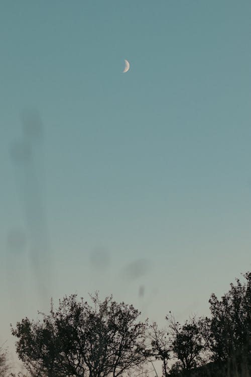 Treetops and Crescent Moon at Dusk 