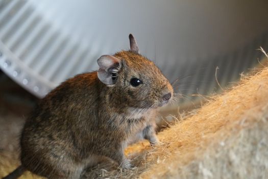 Adorable degu sitting in its cozy enclosure, showcasing its curious nature.
