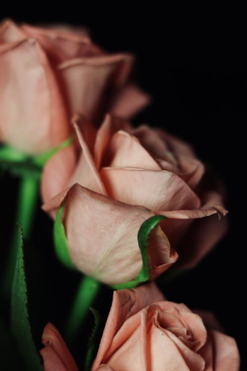 Close up of Pink Roses