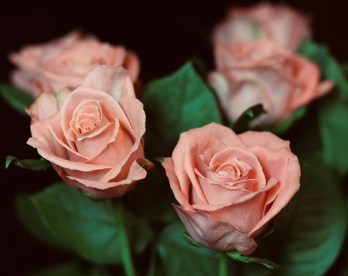Free Elegant close-up of pink roses with lush green leaves, captured with clarity. Stock Photo