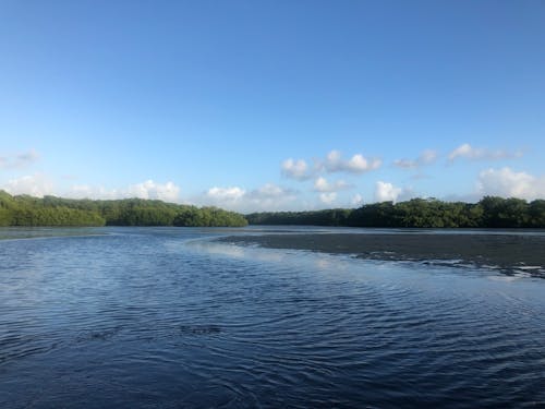 Foto d'estoc gratuïta de aigua, aiguamoll, hivern