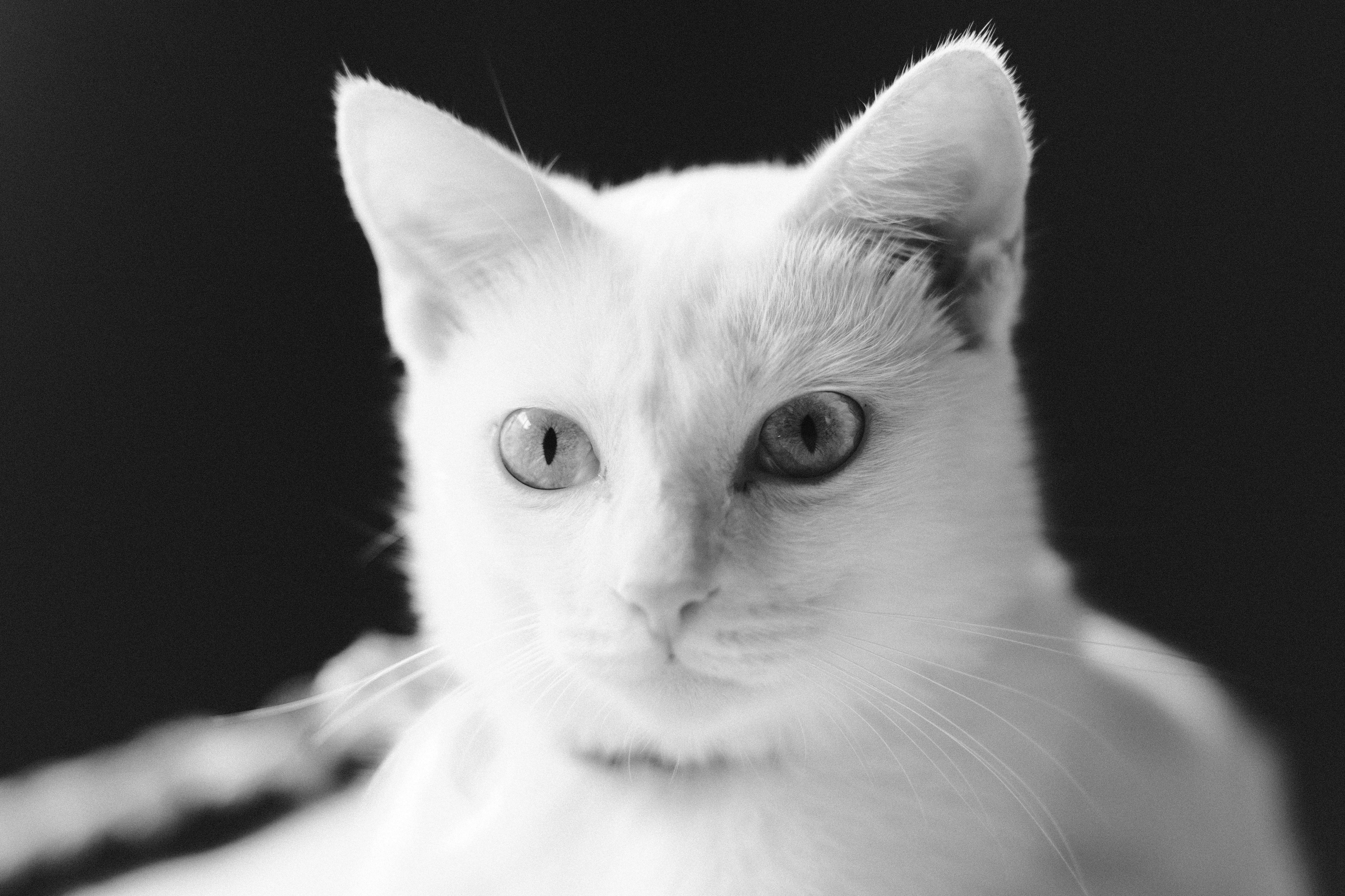 Portrait of a Little Cat in Black and White · Free Stock Photo